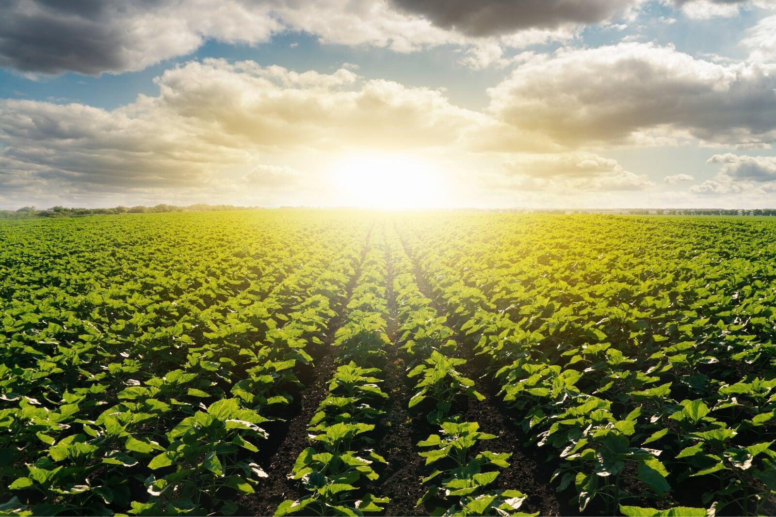 The Role of Renewable Energy in Agriculture