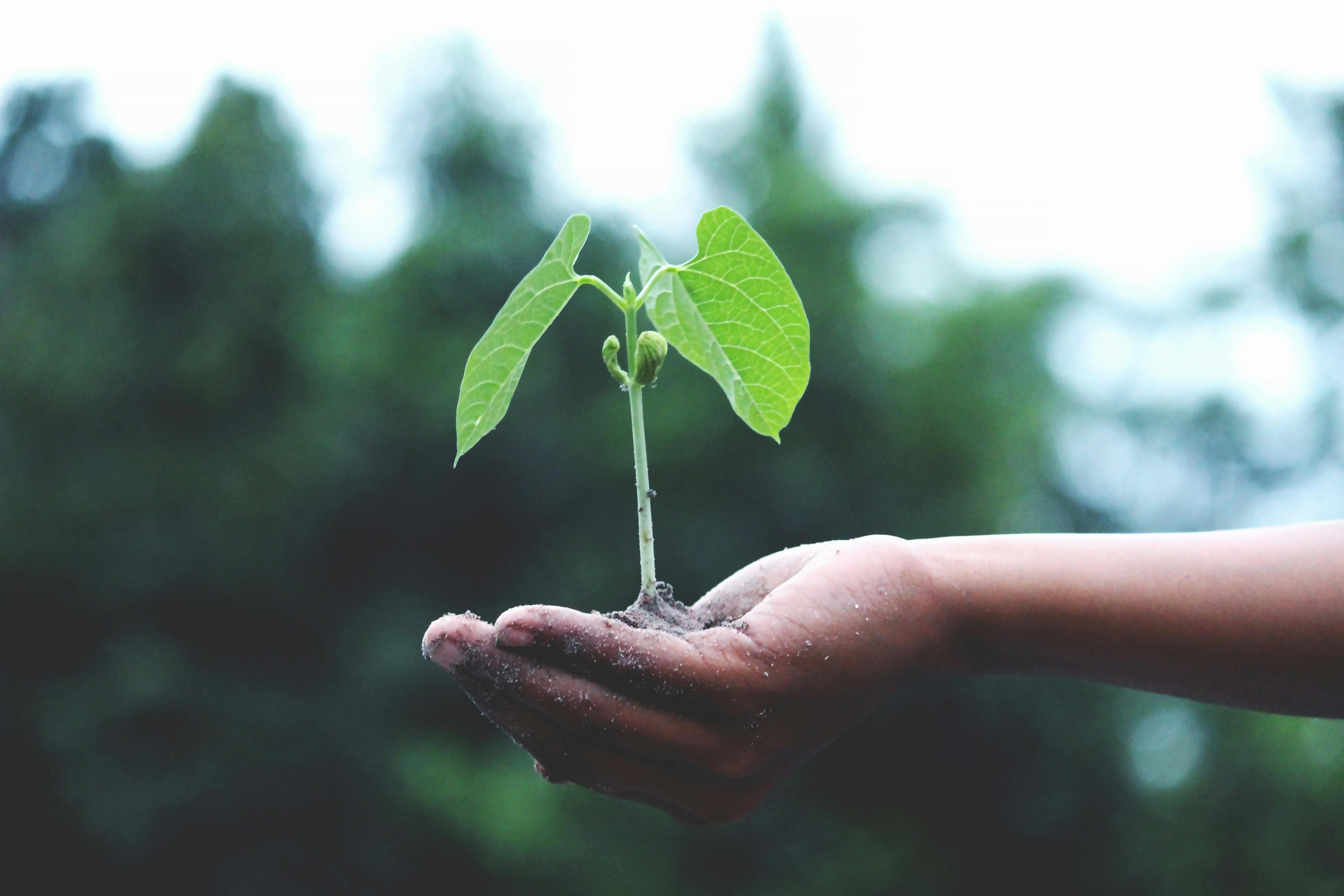What Is Sustainability Really?